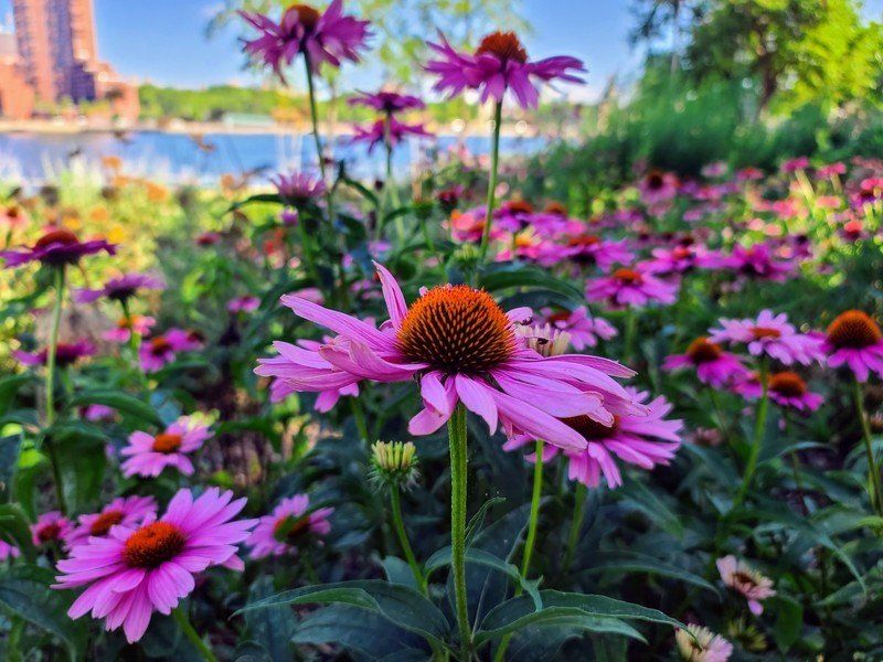 Samsung Galaxy S20 Ultra camera sample