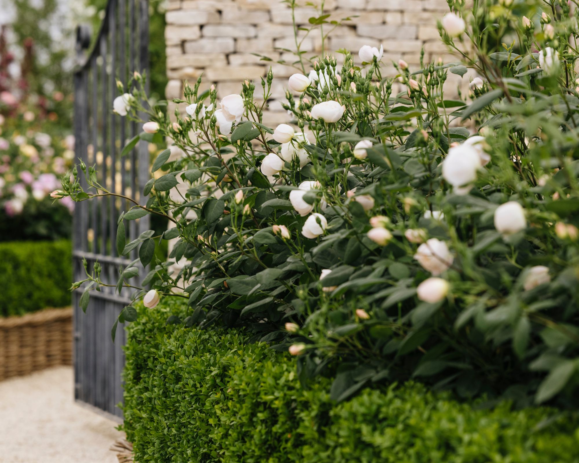 david beckham's roses at the chelsea flower show