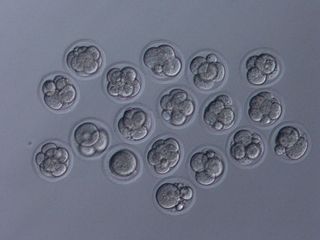 Embryos developed normally in the lab after fertilization with sperm that was freeze-dried and stored in space. They're seen here in an eight-cell stage.