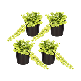 4 creeping jenny plants in black pots