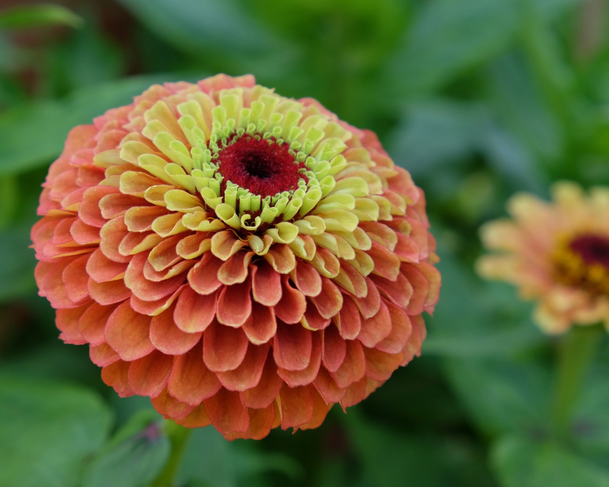 Terracotta colored zinnia flower