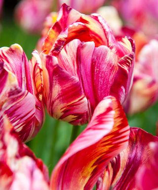 saskia tulip close-up