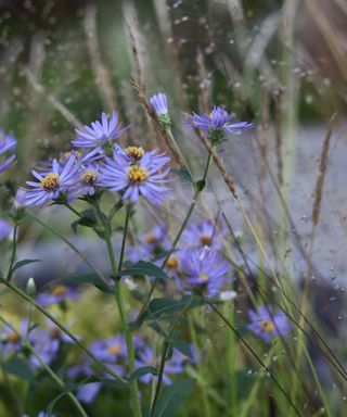 asters as plants for pollinators