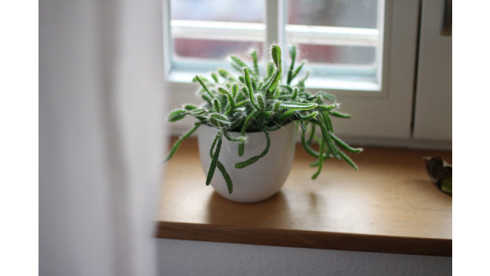This one ingredient could save your house plants from death
