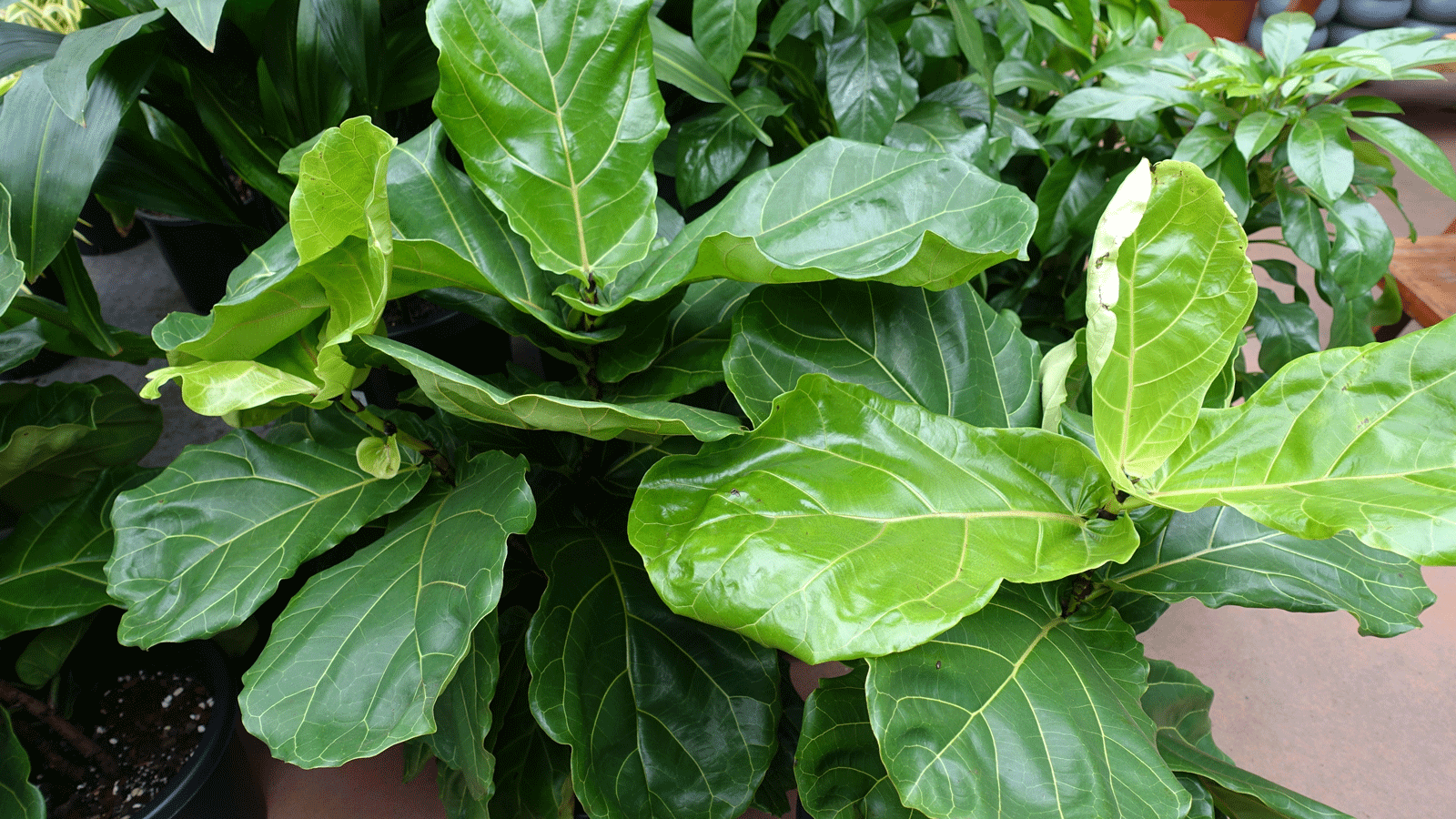 Why is my fiddle leaf fig dropping leaves? Homes & Gardens
