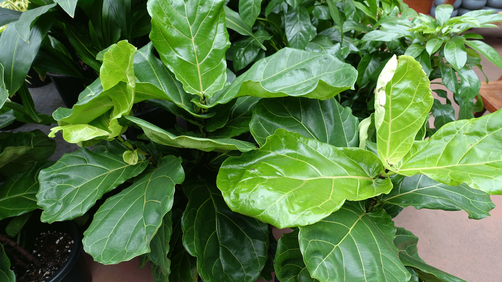 Why is fiddle leaf fig leaves?