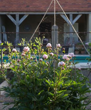 North-facing garden ideas with peonies and perennials