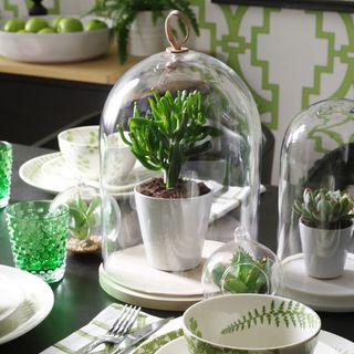 small cacti with bell jars and white plates