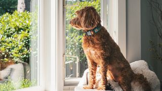 Labradoodle waiting by window