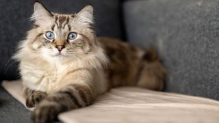 Siberian cat