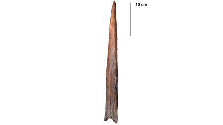A close up of a brown wooden spearhead against a white background with a ruler
