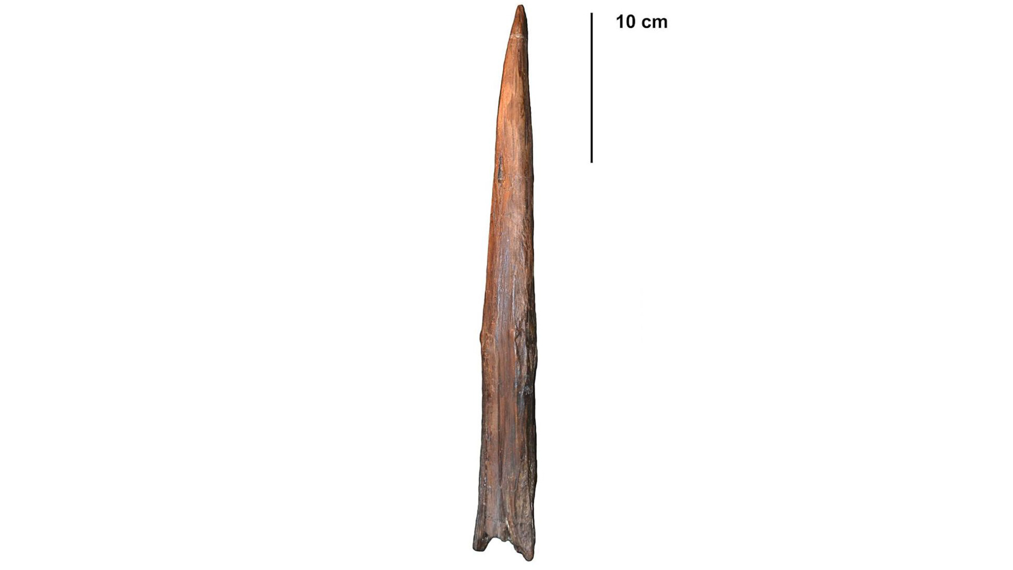 A close up of a brown wooden spearhead against a white background with a ruler
