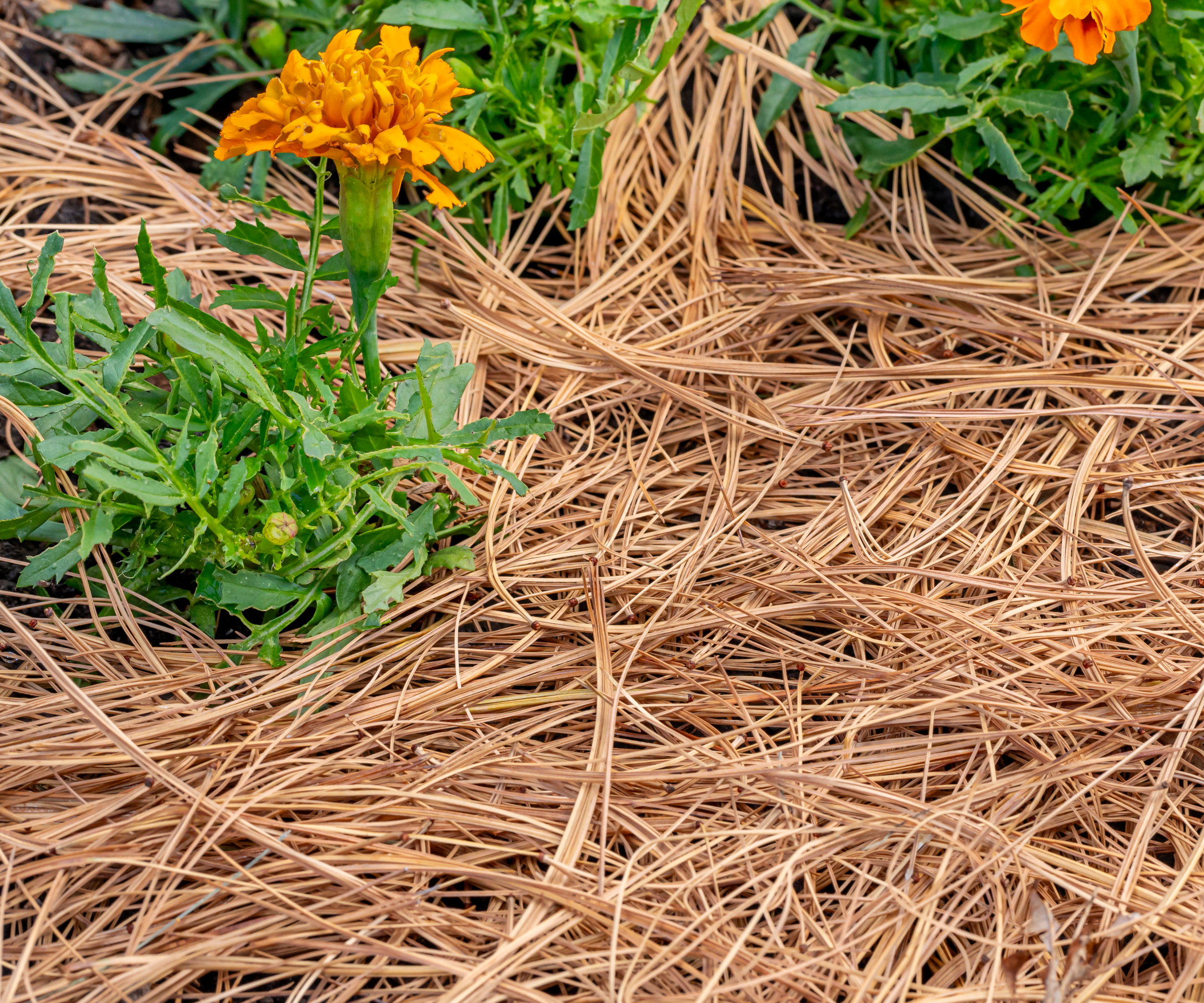 Pine needle mulch around an orange flowering calendula plant