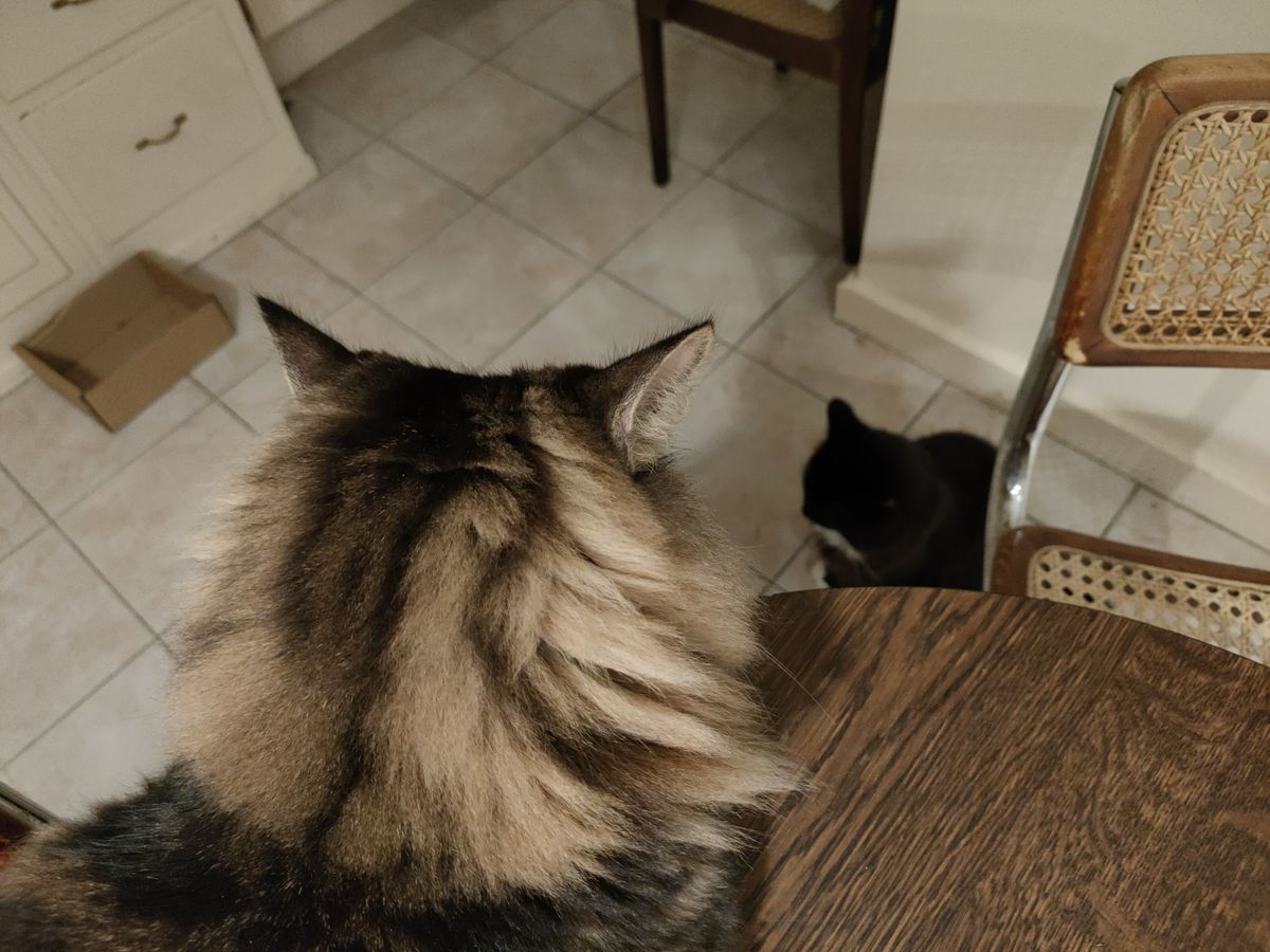 Oppo Reno 4 5G camera sample