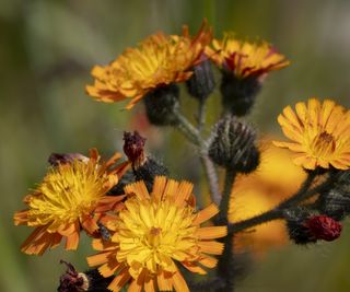 Orange Hawkweed, also known as Pilosella aurantiaca