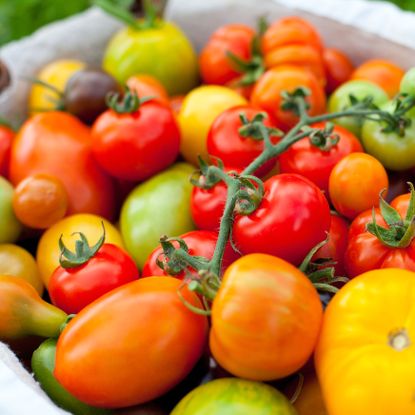 tomato harvest of mixed breeds in bowl