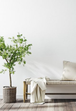 indoor tree in a sunny hallway