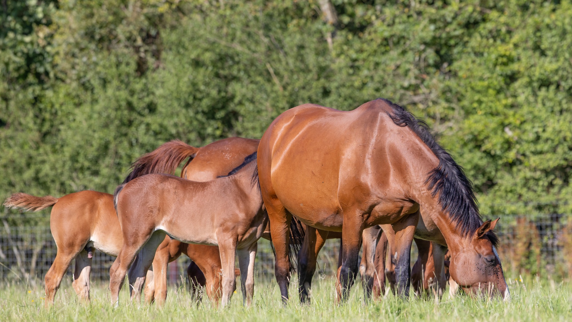 A broodmare in a field with youngstock