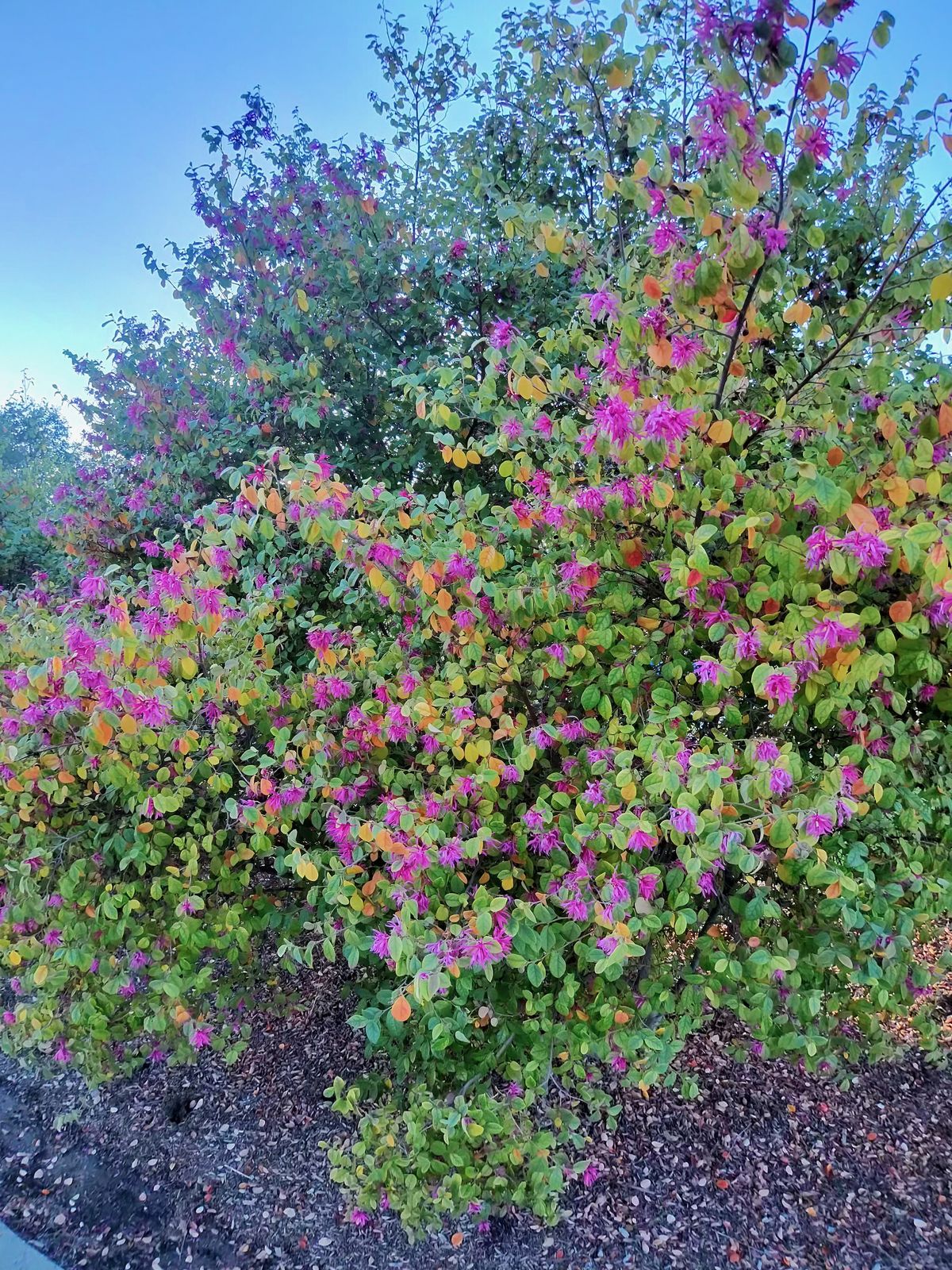 A photo taken with the Oakley Meta Vanguard smart glasses, showing a vibrant green plant with purple buds.
