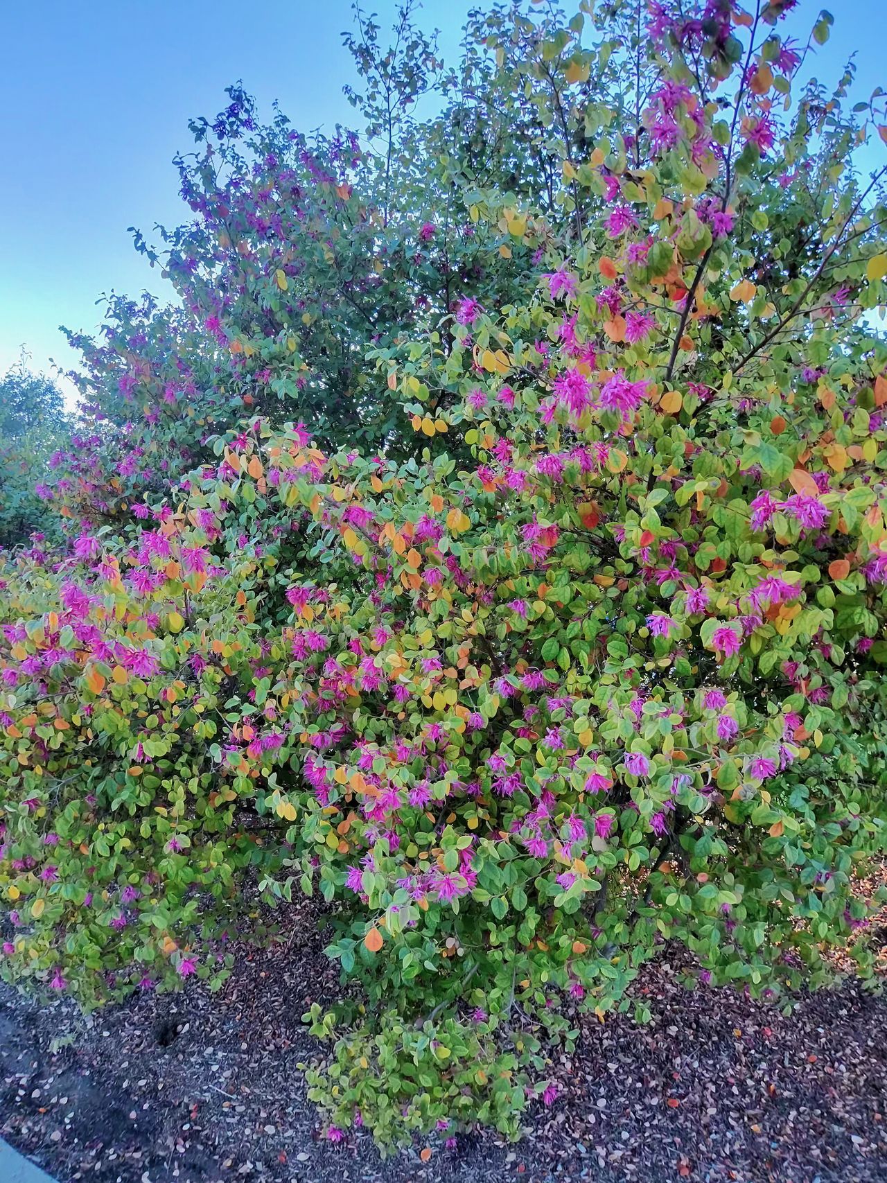 A photo taken with the Oakley Meta Vanguard smart glasses, showing a vibrant green plant with purple buds.