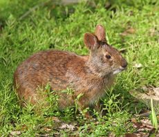 hugh heffner, lower marsh keys rabit, hugh's rabbit, 