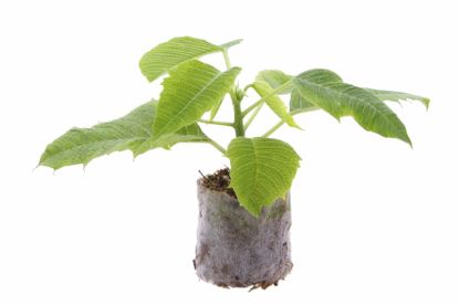 poinsettia propagation