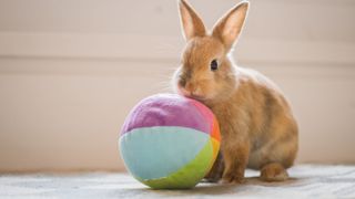 Bunny with a multicolored ball