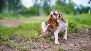 Beagle scratching