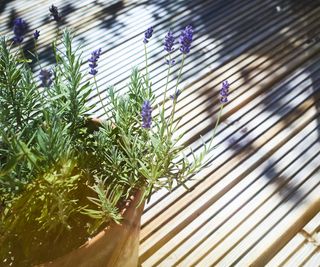Lavender in a pot on a deck