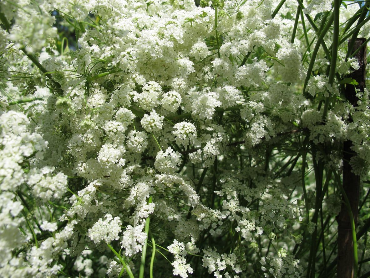 Bundle of White Anise Plants