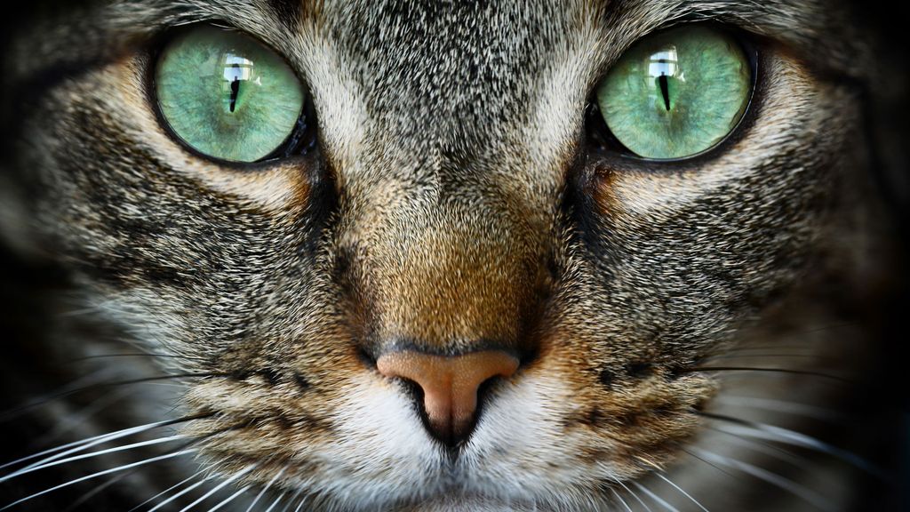 Why does my cat stare at me? Meanings behind the feline gaze PetsRadar
