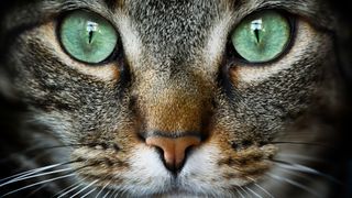Close-up photo of a staring cat