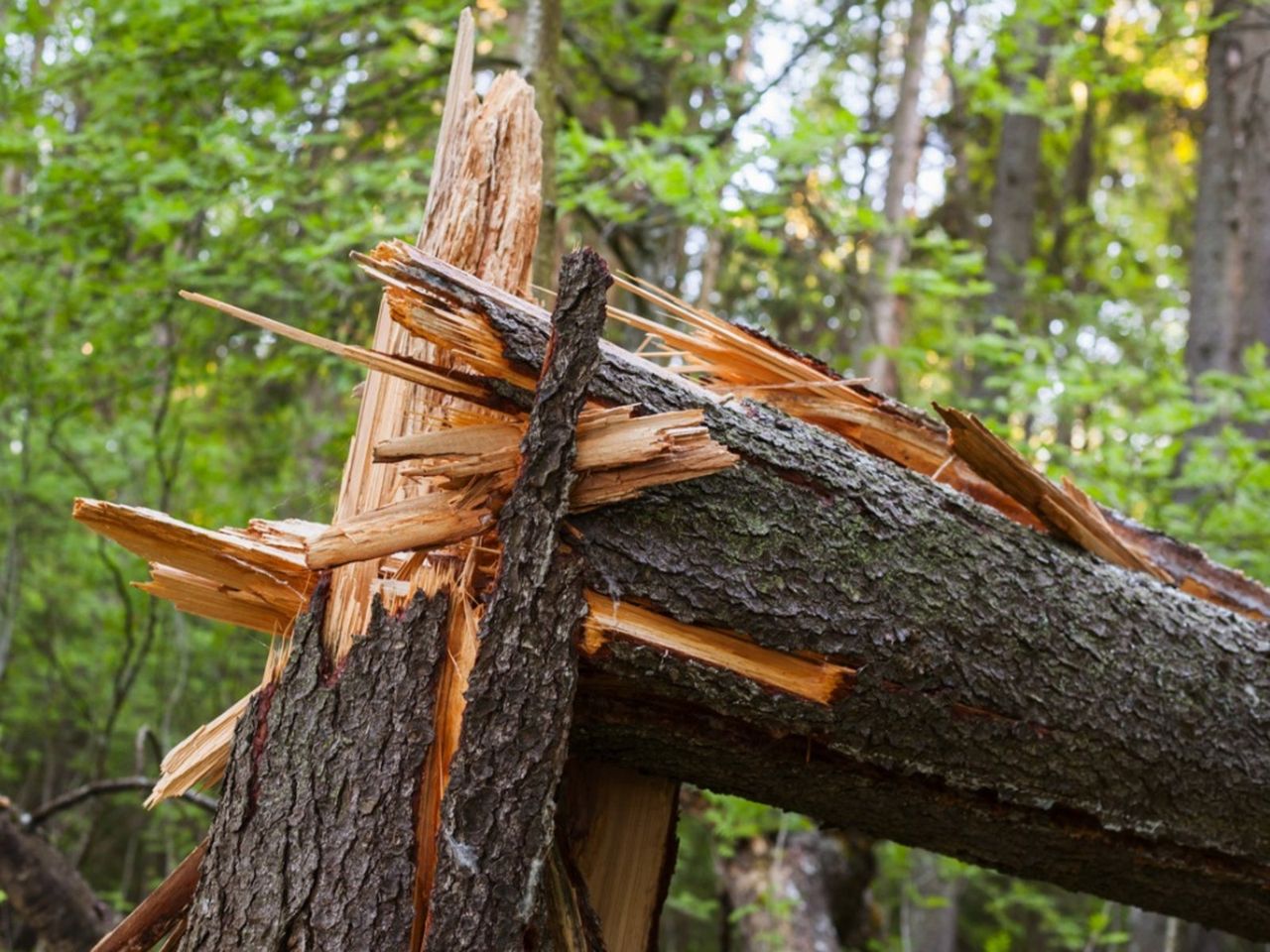 Close Up Of A Broke Tree Trunk