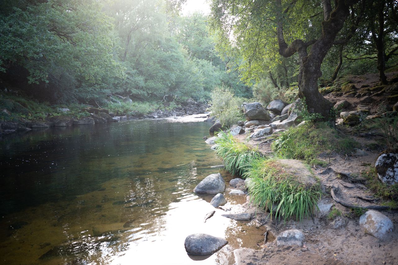 A tree lined river at last light