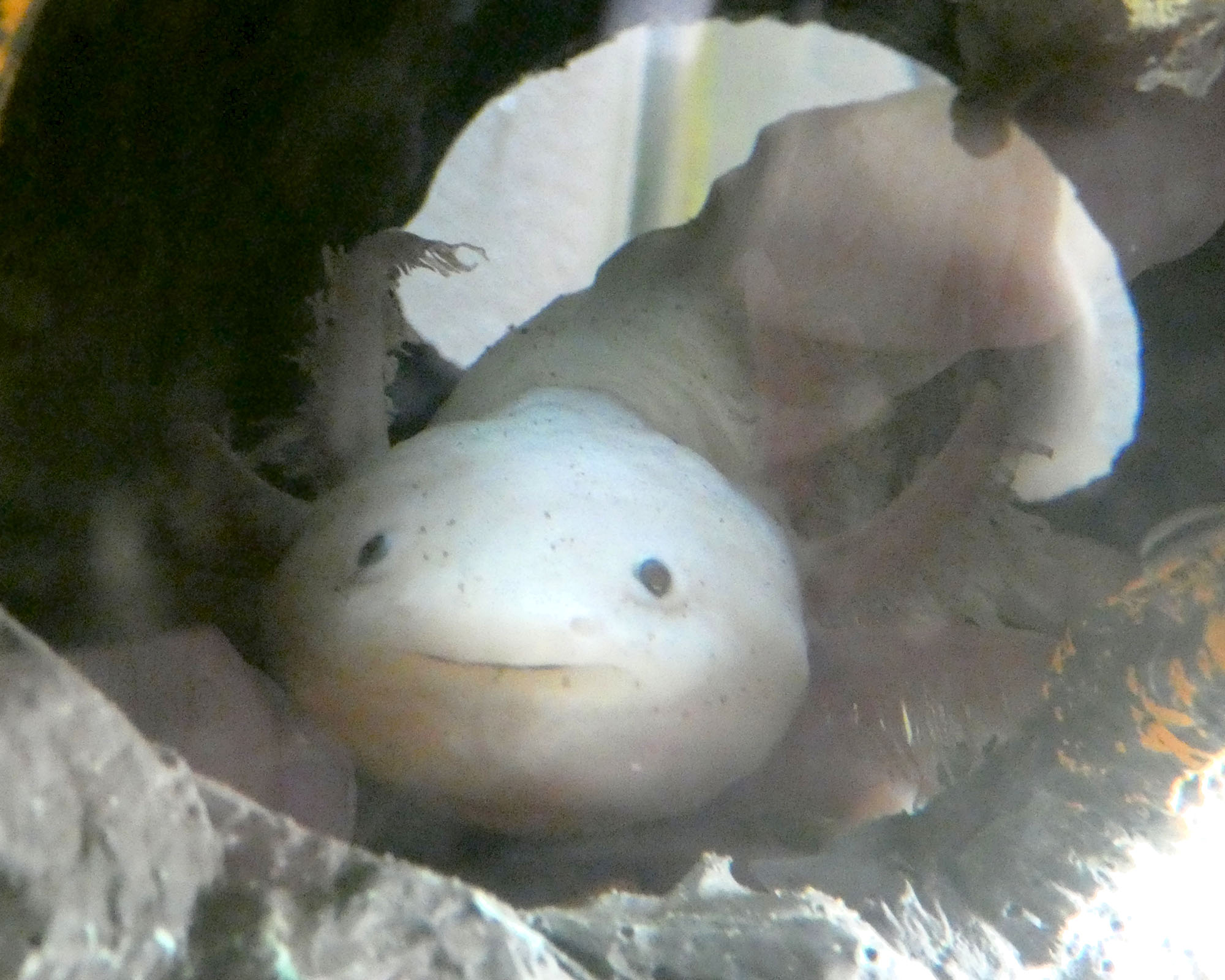 Axolotl in Tyler's aquaponics tank