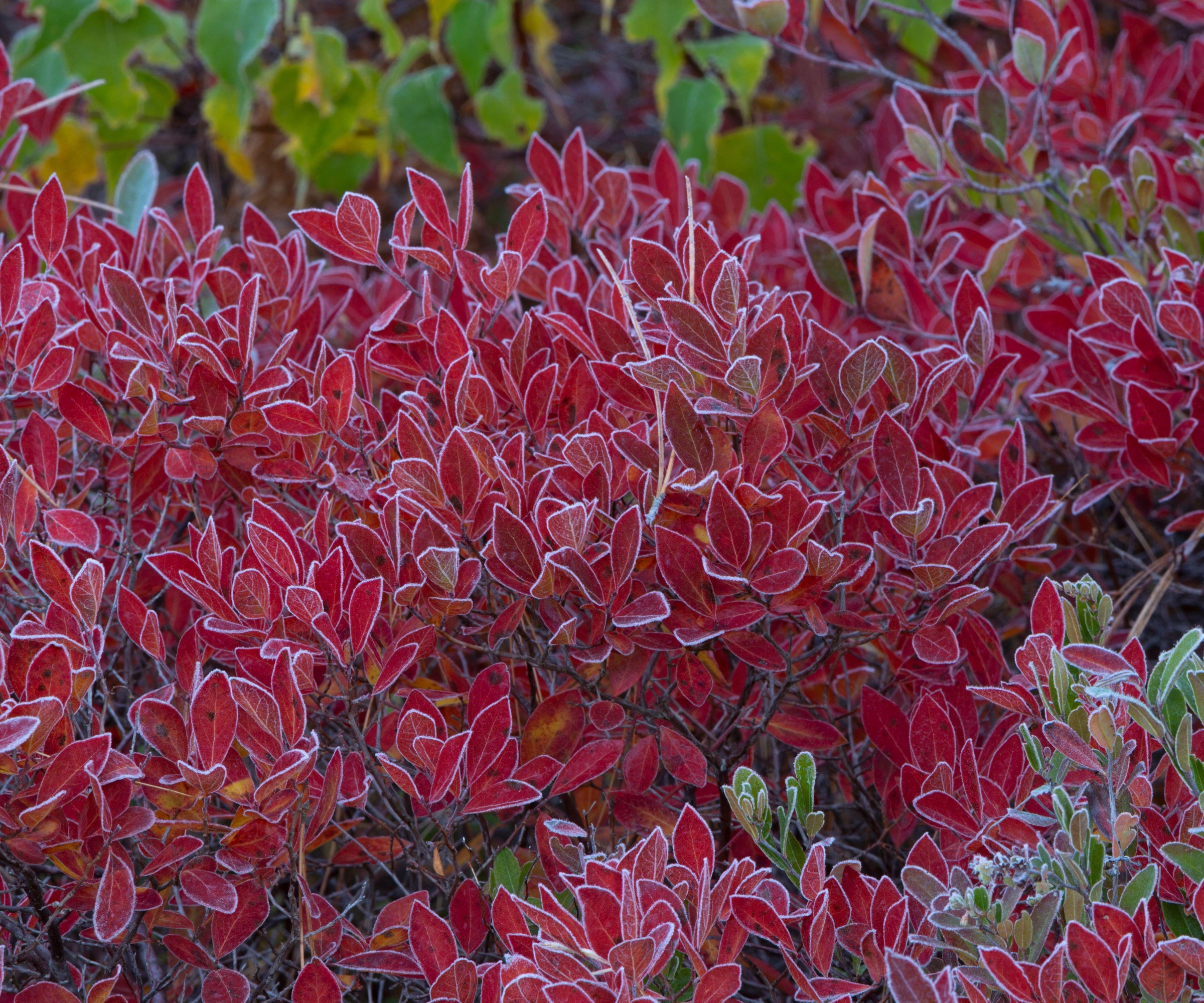 close up of Black Huckleberry bush in the fall