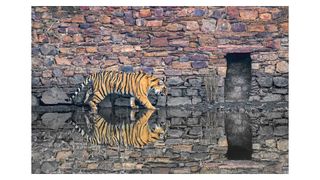 Photo of a tiger walking next to a wall and reflected in water, by Marius Coetzee