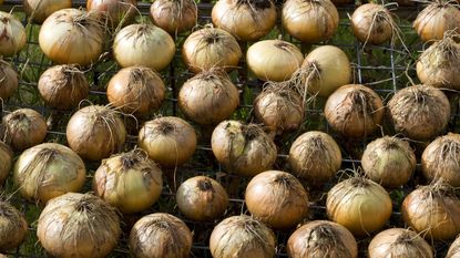 A harvest of onions drying on a wire rack