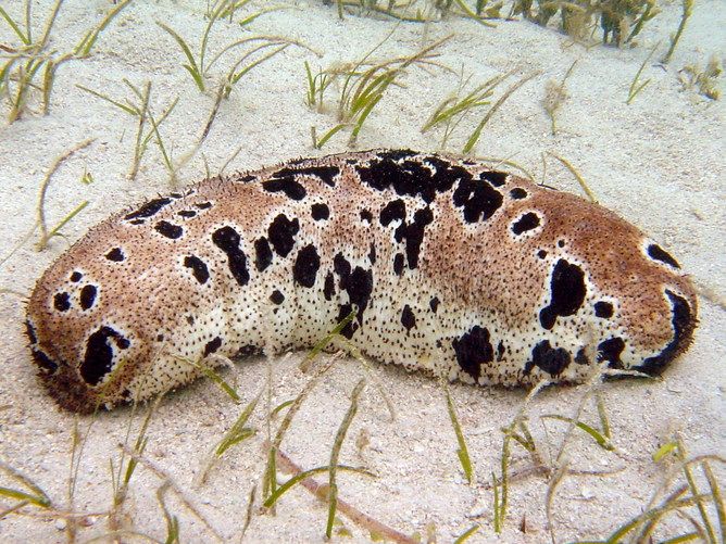 A sea cucumber, cuisine, endangered species