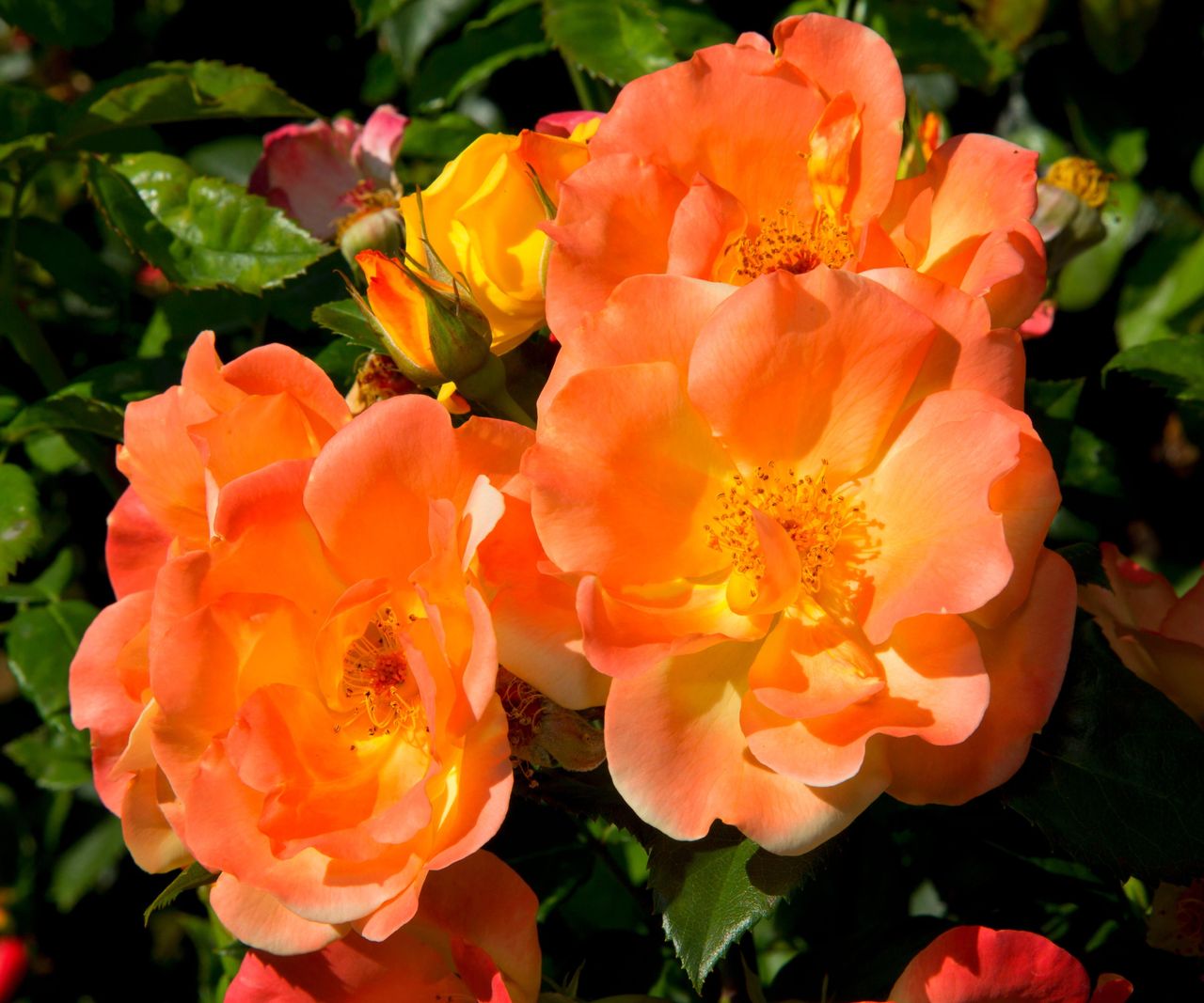 Best climbing roses: 12 romantic plants for scent and color | Homes ...