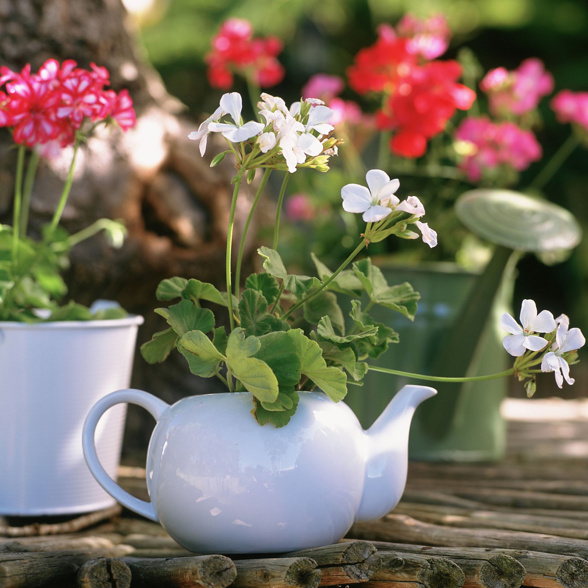 teapot plant holder with geranium