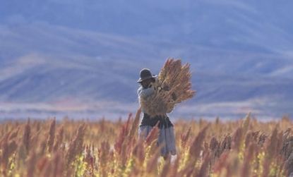 Quinoa harvest in Bolivia.