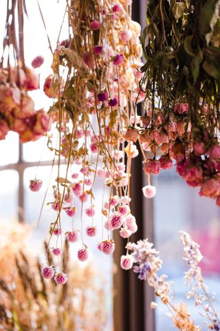Dried flowers hanging upside down from Stems