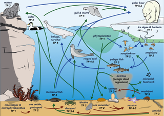 A diagram showing the food web of Southampton Island. Blue arrows show pelagic interactions, brown arrows show benthic interactions and green arrows show interactions between pelagic and benthic food chains.