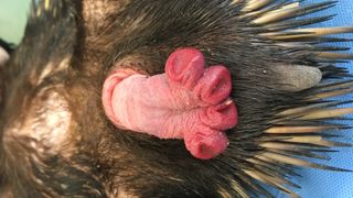 A close up of the distinctive four-headed penis emerging from the cloaca of a short beaked echidna.