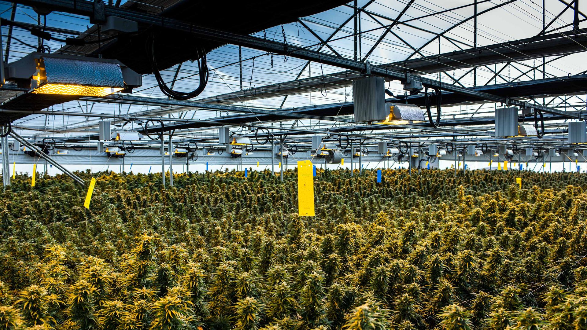 10 Best Marijuana Stocks to Buy Now Kiplinger