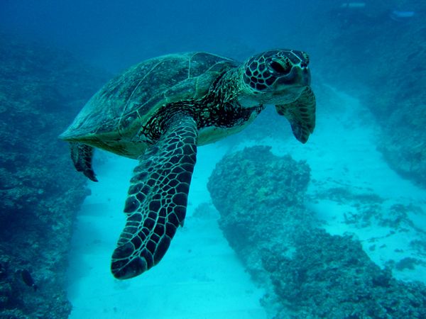 sea turtle photo, sea turtle migrations, sea turtle tracking, animal news, sea turtle news, sea turtle conservation, where sea turtles live, where sea turtles go