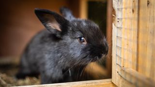 A black, baby rabbit in the best rabbit hutch