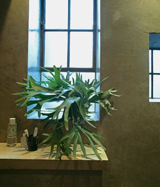 A staghorn fern plant on a bathroom windowsill