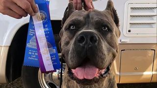 Marz the Mastiff wins Best in Show at American Kennel Club event